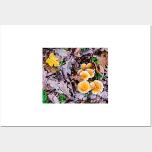 nature, autumn, mushrooms in autumn leaves Posters and Art